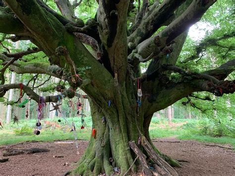 Enchanted witch tree of Mendon